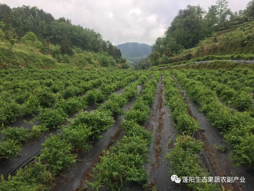 藤茶有什么功效(功效藤茶的功效)-硒宝网