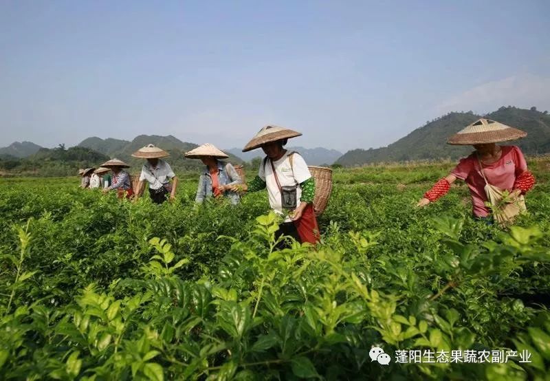 藤茶有什么功效(功效藤茶的功效)-硒宝网