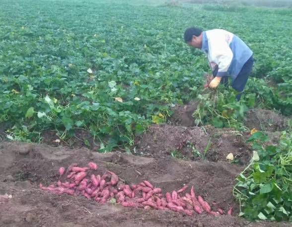 补硒十大品牌排行榜(硒片补硒哪个品牌最好价格多少)-硒宝网