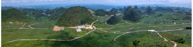 藤茶有什么好处（藤茶的坏处）-硒宝网