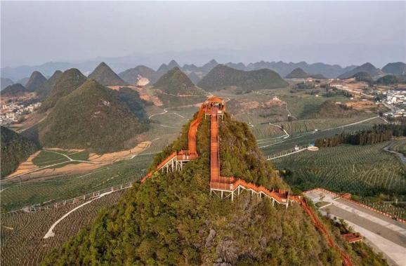 藤茶有什么好处（藤茶的坏处）-硒宝网