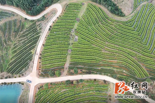 藤茶有什么好处(藤茶的好处)-硒宝网