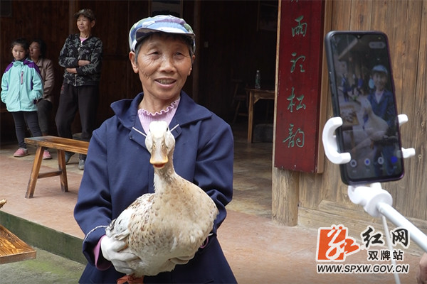藤茶有什么好处(藤茶的好处)-硒宝网