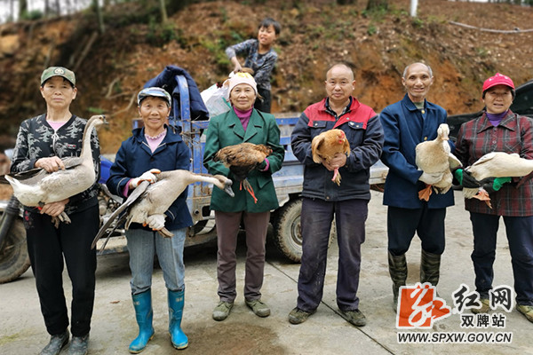 藤茶有什么好处(藤茶的好处)-硒宝网