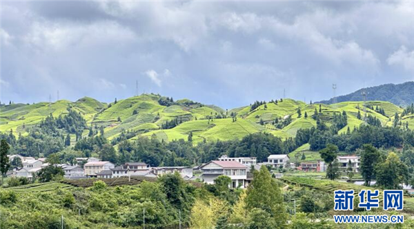 湖北恩施产什么茶（湖北恩施名茶）-硒宝网