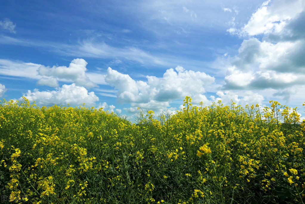 富硒种植技术(种植富硒技术视频)-硒宝网