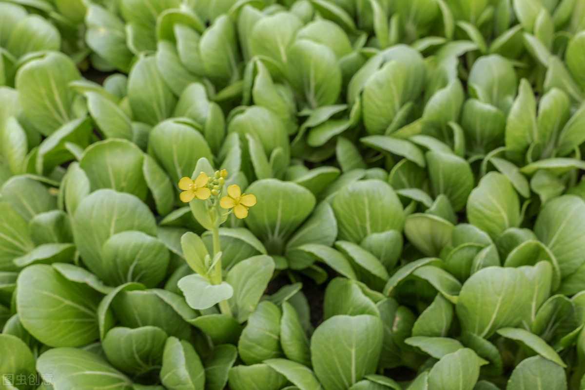 富硒种植技术(种植富硒技术视频)-硒宝网