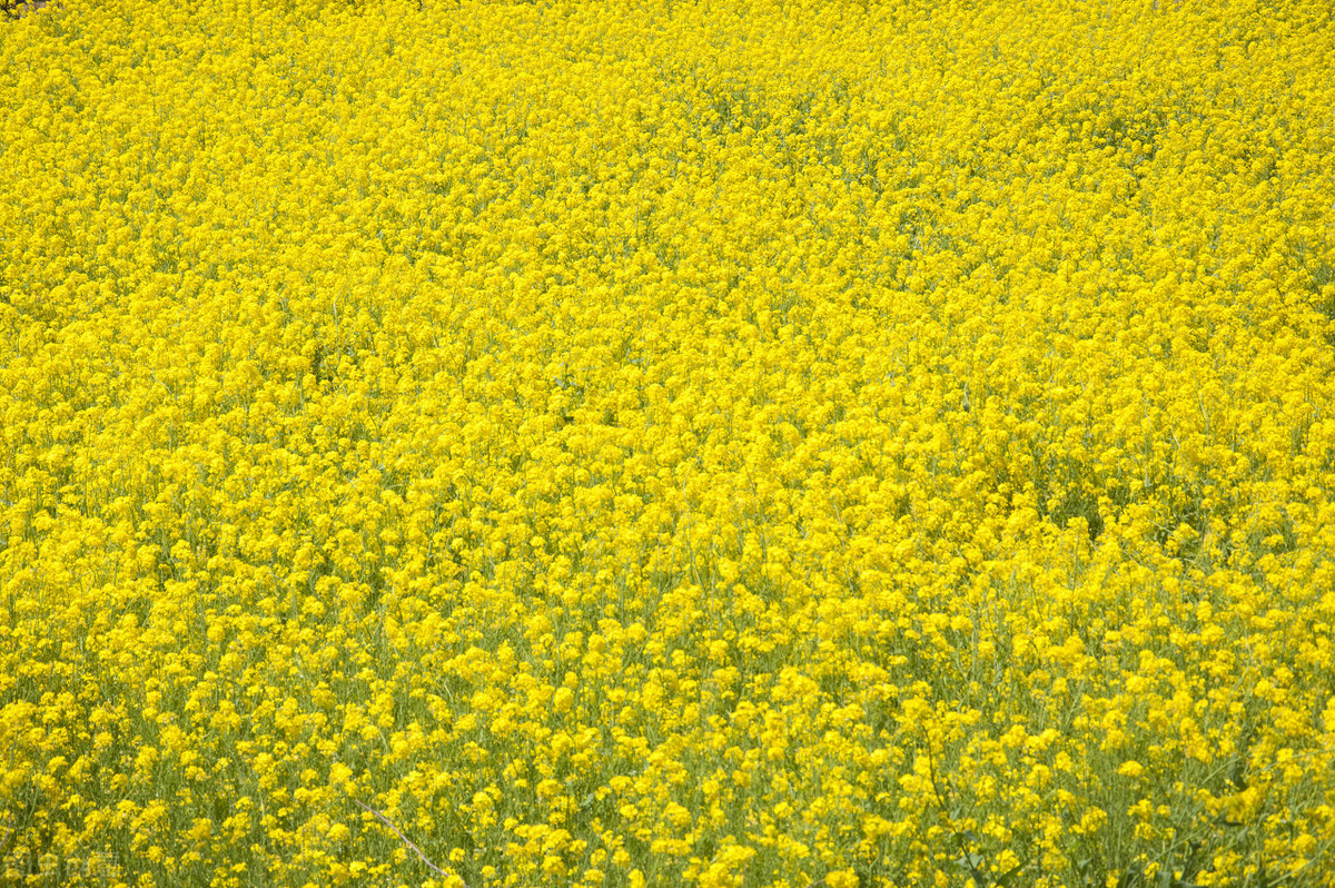 富硒种植技术(种植富硒技术视频)-硒宝网