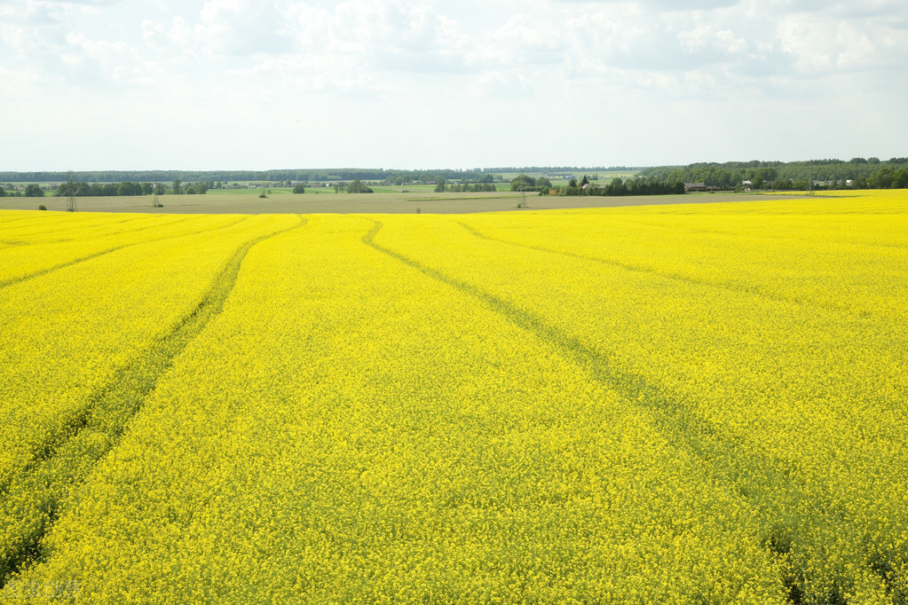 富硒种植技术(种植富硒技术视频)-硒宝网