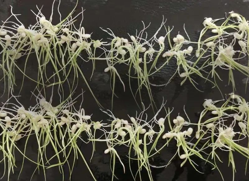 老年人补硒多少毫克（补硒可以提高老年人的健康水平）-硒宝网