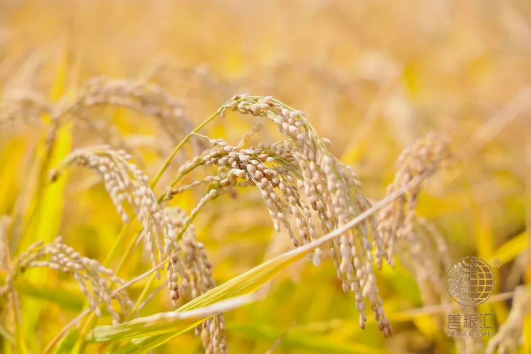 老年人补硒多少毫克（补硒可以提高老年人的健康水平）-硒宝网