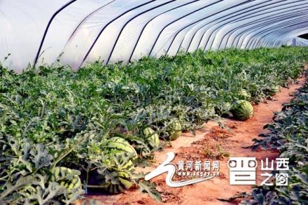 奇村富硒西瓜（富硒西瓜的功效与作用）-硒宝网