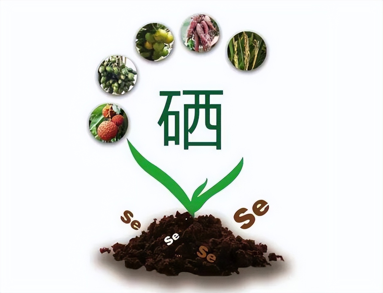 人体补硒和补肽哪一种好(补充硒肽有啥好处)-硒宝网