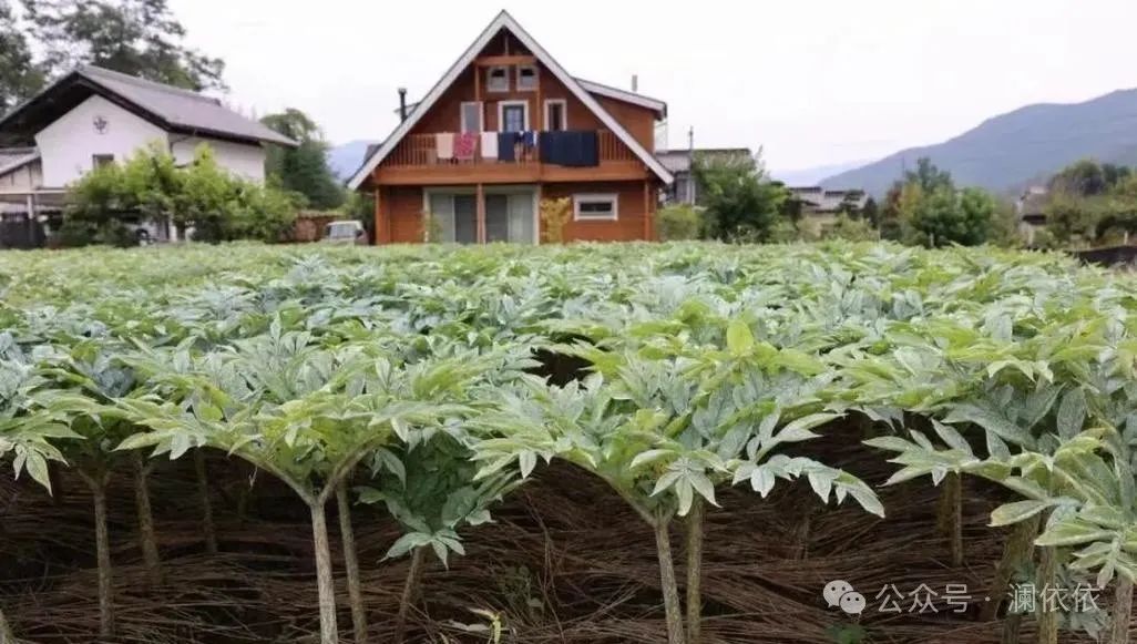补硒十大排行榜（最好补硒产品）-硒宝网