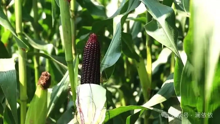 补硒十大排行榜（最好补硒产品）-硒宝网