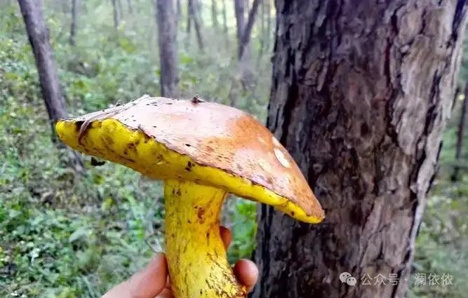 补硒十大排行榜（最好补硒产品）-硒宝网