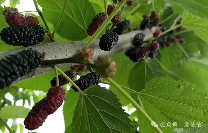 补硒十大排行榜（最好补硒产品）-硒宝网