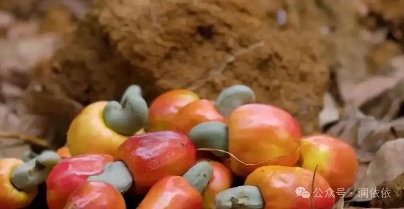 补硒十大排行榜（最好补硒产品）-硒宝网