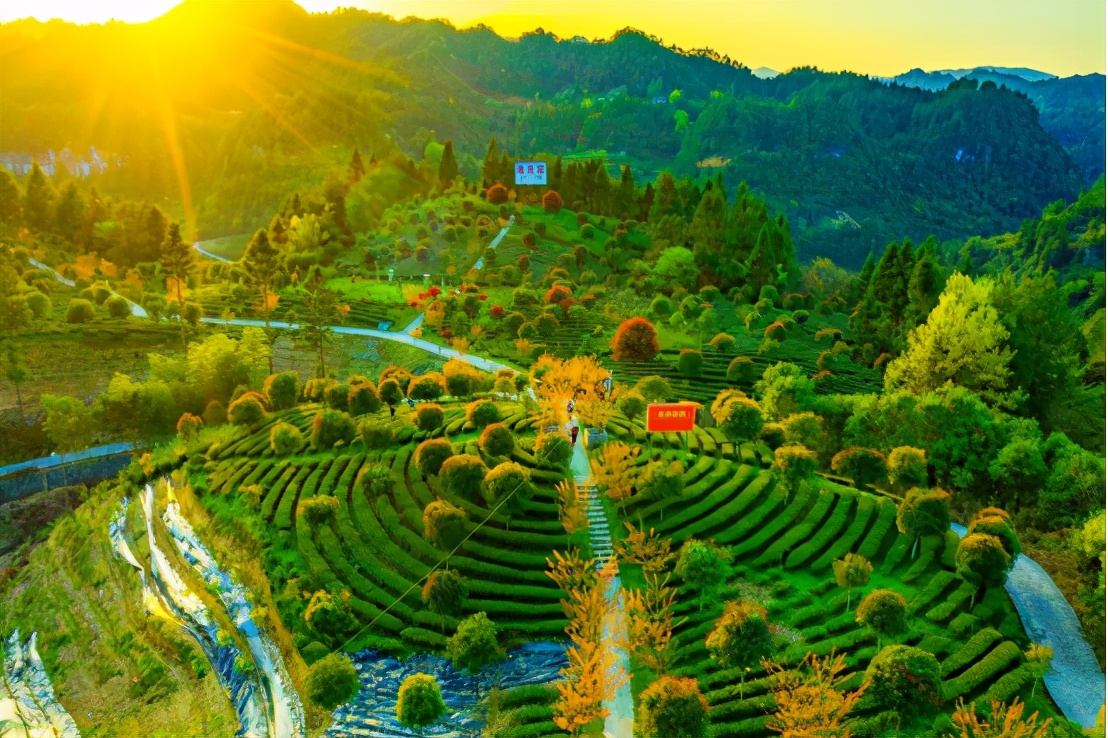 恩施硒茶多少钱(恩施硒茶文化)-硒宝网