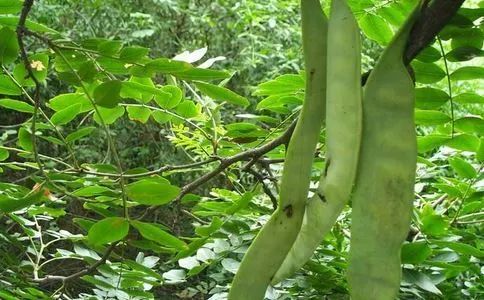 吃锌和硒能补什么(锌硒能随便补吗)-硒宝网