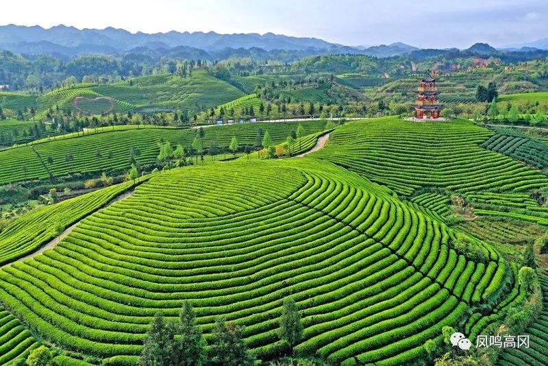 林仙康锌硒茶(锌硒茶的功效与作用)-硒宝网