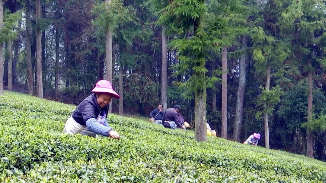林仙康锌硒茶(锌硒茶的功效与作用)-硒宝网