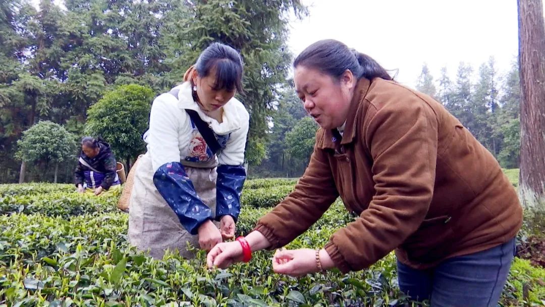 林仙康锌硒茶(锌硒茶的功效与作用)-硒宝网