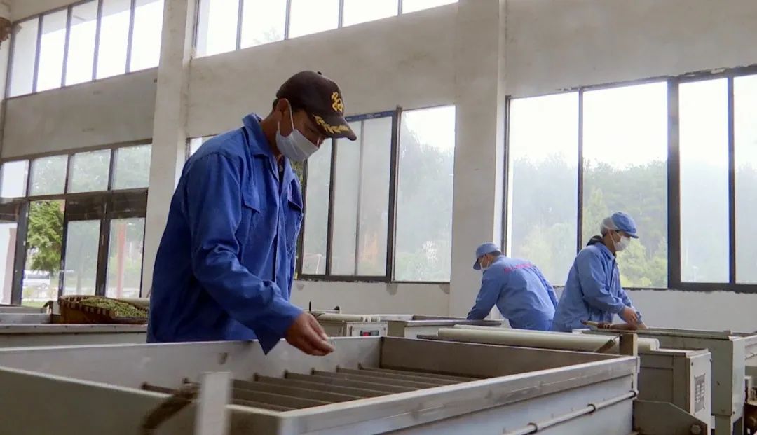 林仙康锌硒茶(锌硒茶的功效与作用)-硒宝网