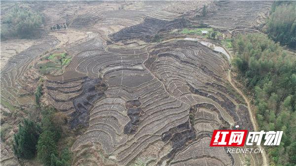 藤茶有什么用(藤茶的用法)-硒宝网
