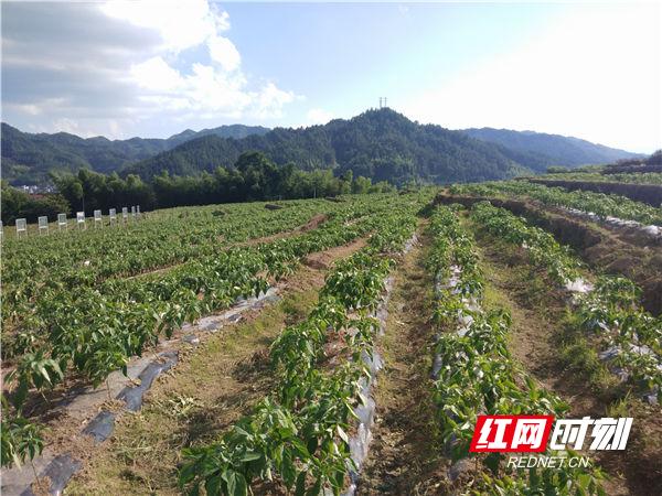 藤茶有什么用(藤茶的用法)-硒宝网