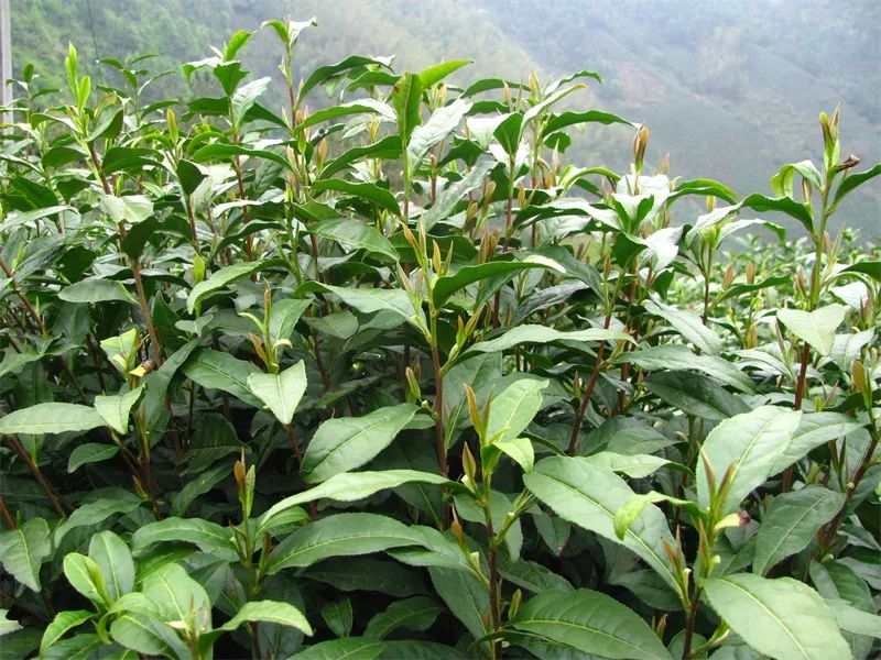 含硒茶叶有哪些(茶叶富含硒)-硒宝网