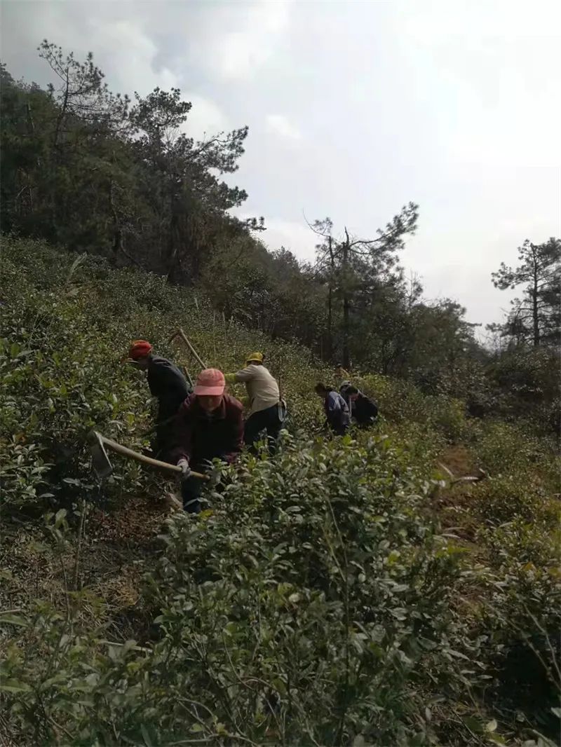 含硒茶叶有哪些(茶叶富含硒)-硒宝网