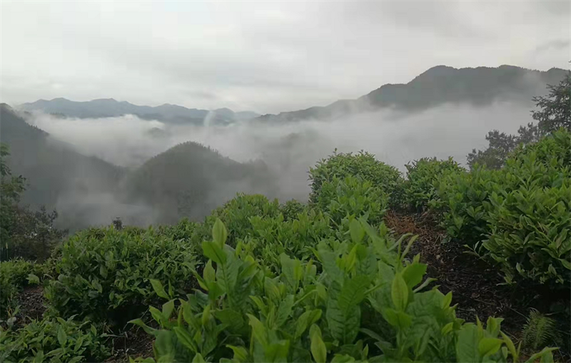 含硒茶叶有哪些(茶叶富含硒)-硒宝网