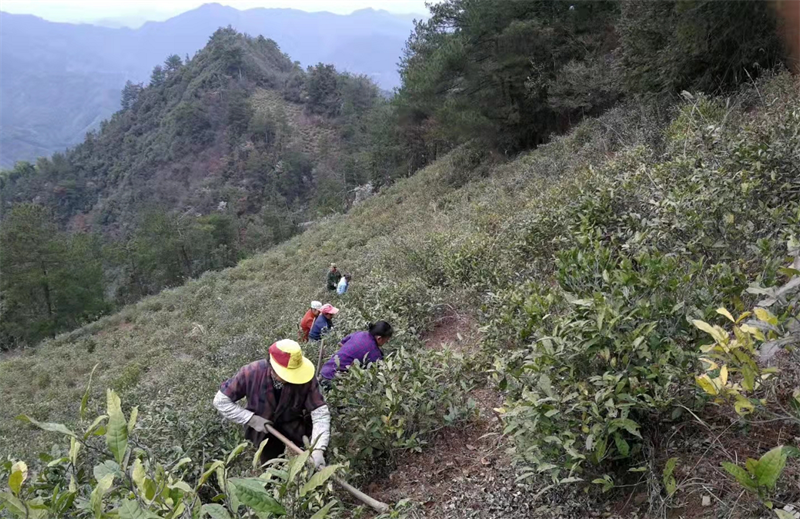 含硒茶叶有哪些(茶叶富含硒)-硒宝网