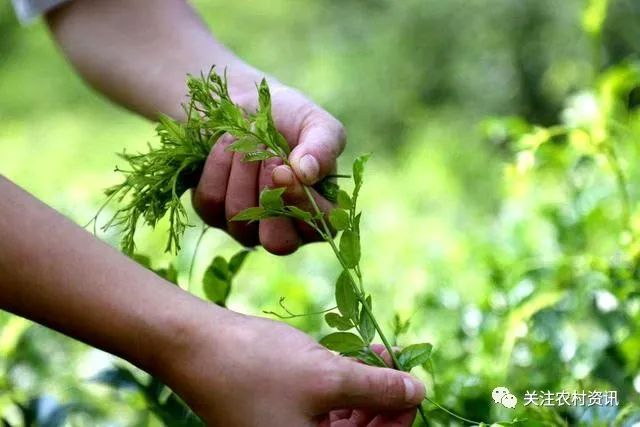 含硒茶叶有哪些（茶叶含硒量）-硒宝网