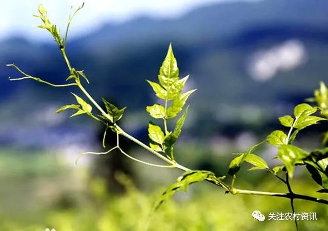 含硒茶叶有哪些（茶叶含硒量）-硒宝网