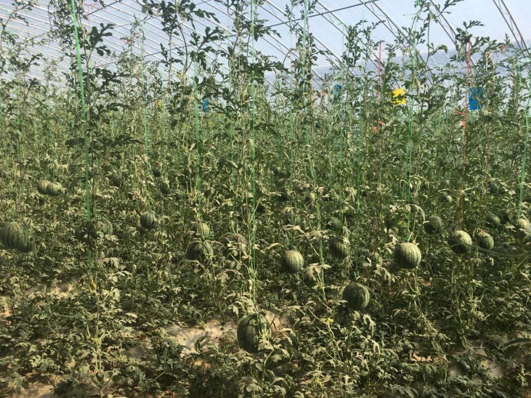 济阳仁风富硒西瓜采摘（仁风富硒西瓜采摘园）-硒宝网