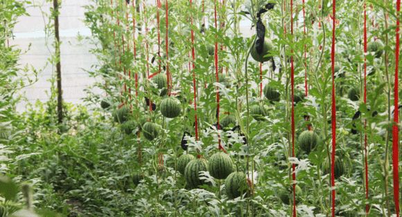 济阳仁风富硒西瓜采摘（仁风富硒西瓜采摘园）-硒宝网