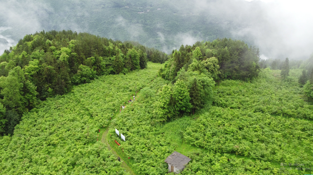 恩施富硒青钱柳（恩施富硒青钱柳茶多少钱一斤）-硒宝网