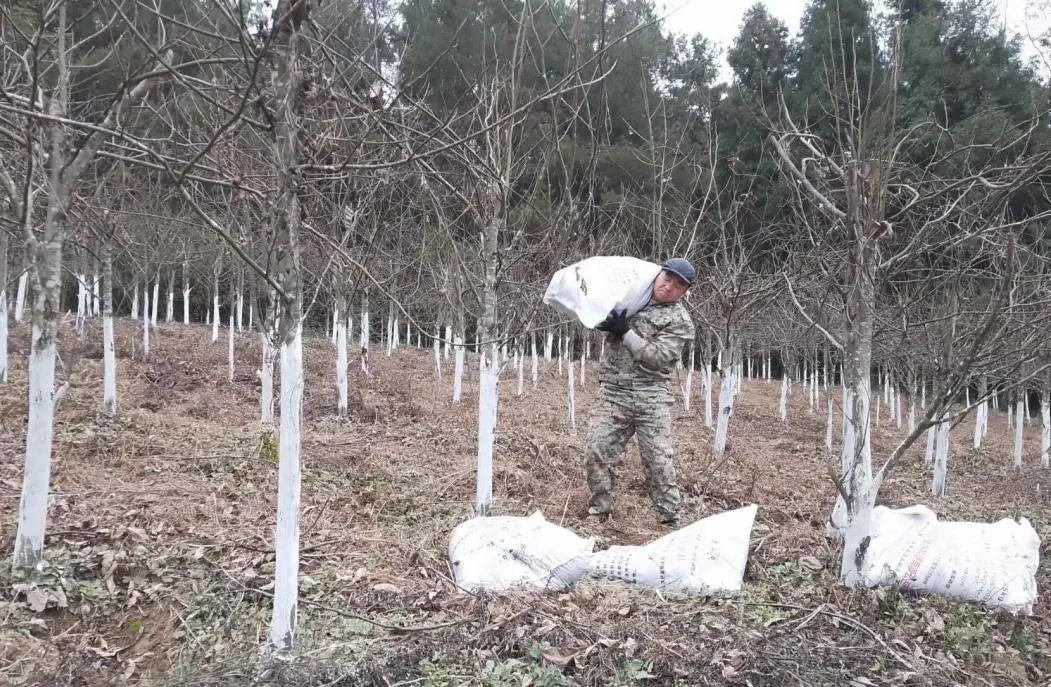 恩施富硒青钱柳（恩施富硒青钱柳茶多少钱一斤）-硒宝网