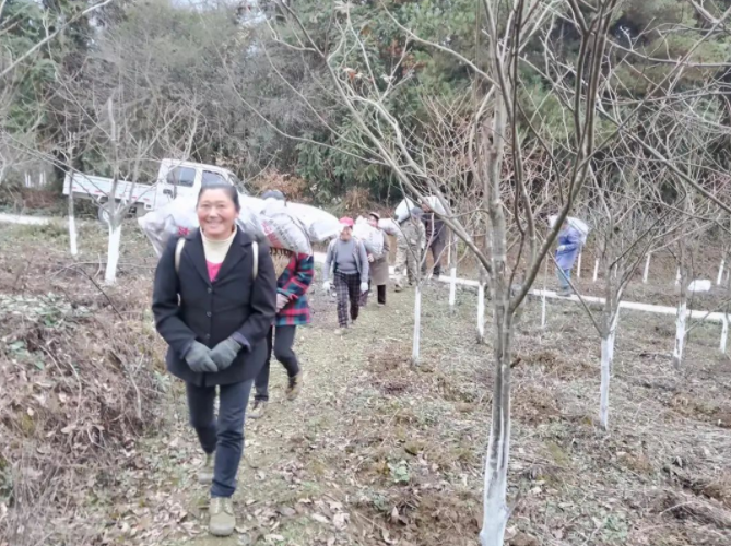 恩施富硒青钱柳（恩施富硒青钱柳茶多少钱一斤）-硒宝网