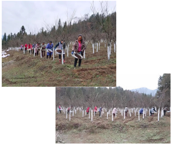 恩施富硒青钱柳（恩施富硒青钱柳茶多少钱一斤）-硒宝网