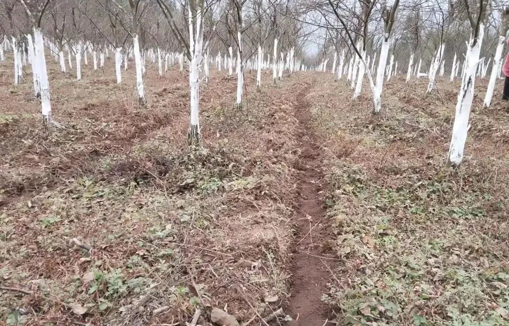 恩施富硒青钱柳（恩施富硒青钱柳茶多少钱一斤）-硒宝网