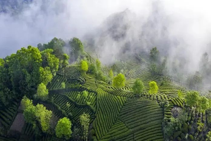 陕西富硒茶产地(陕西富硒茶的功效与作用)-硒宝网