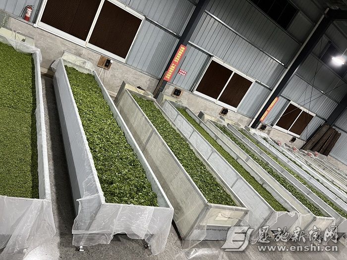 恩施富硒青钱柳（硒淇富硒青钱柳）-硒宝网