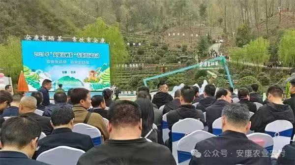 安康富硒茶图片(安康茶的功效与作用)-硒宝网