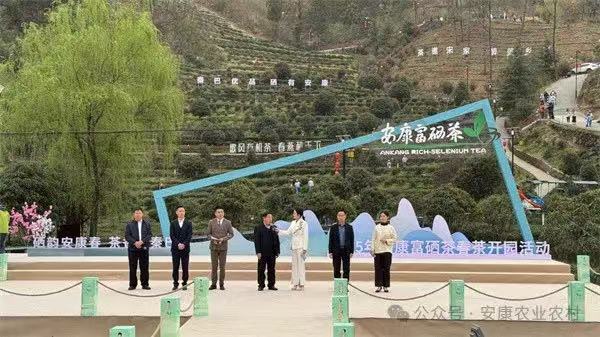 安康富硒茶图片(安康茶的功效与作用)-硒宝网