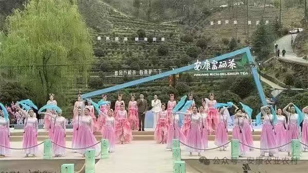 安康富硒茶图片(安康茶的功效与作用)-硒宝网