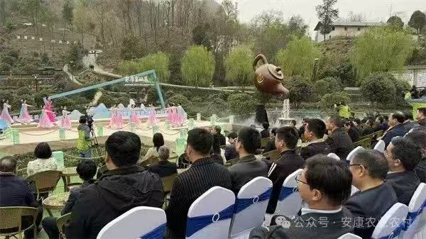 安康富硒茶图片(安康茶的功效与作用)-硒宝网