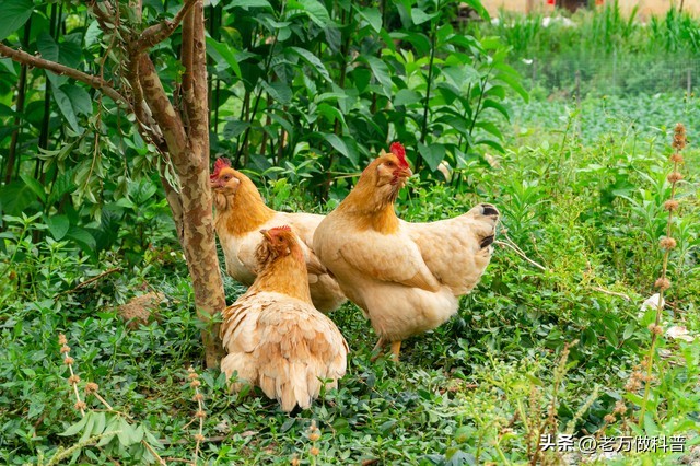 孕期补硒的作用（孕妇补硒对宝宝不好吗）-硒宝网